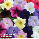 Petunia 'Colour Parade'