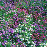 Lobelia erinus compacta 'String of Pearls'