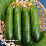 Cucumber 'Merlin' F1