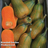 Butternut Squash 'Inca Gold' F1