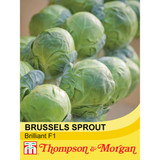Brussels Sprout 'Brilliant' F1 Hybrid