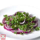 Microgreens 'Perilla/Shiso Red' - Seeds