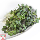 Microgreens Mizuna 'Red Empire' F1