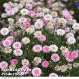 Cornflower 'Tom Pouce Pink'