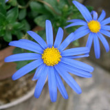 Felicia Bergeriana Flower