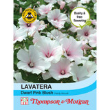 Lavatera trimestris 'Dwarf Pink Blush' - Seeds