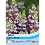 Lupin 'Avalune Mixed'