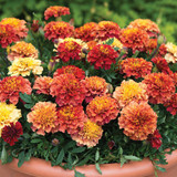 Marigold 'Strawberry Blonde'