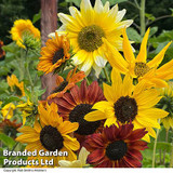 Sunflower 'Beaches Mix'