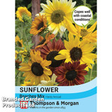 Sunflower 'Beaches Mix'