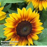 Sunflower 'Orange Mahogany' F1