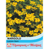 Marigold 'Lemon Gem'