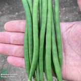 Dwarf French Bean 'Quartz'