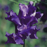 Sweet Pea King Size Navy Blue