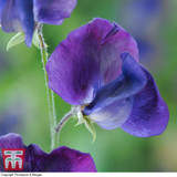 Sweet Pea King Size Navy Blue