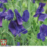 Sweet Pea King Size Navy Blue