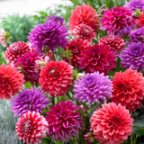 Dahlia Tropical Punch