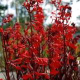 Lobelia Queen Victoria