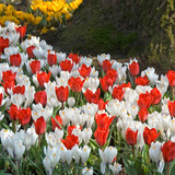 Fire & Frost Mixture – a dramatic combination of red dwarf Tulips and shimmering early Crocus to ignite your spring garden.