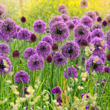 Allium Butterfly Meadow – a soft and naturalistic blend of early Alliums, perfect for attracting pollinators and creating a spring meadow effect.