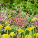 Allium Holy Moly – an unforgettable mix of silvery-pink Schubertii starbursts and sunny yellow Allium Moly, beloved by pollinators and garden visitors alike.