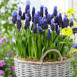 Muscari Mountain Dew – a serene and scented spring mix of Muscari ‘Night Eyes’ and ‘White Spear’, perfect for soft borders and naturalised plantings.