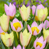 Botanical Breeze – a fresh, cheerful blend of Narcissi ‘Tête-à-Tête’ and Muscari ‘Night Eyes’, perfect for early spring containers and naturalised settings.

