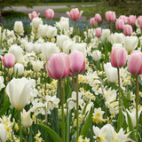 Blushing Blossoms – a graceful spring blend of creamy tulips and dainty narcissi in soft pastel tones, perfect for romantic borders or elegant cut flowers.
