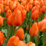Tulip Lighting Sun – glowing orange tulips with flame-red edges, perfect for bold borders and brilliant spring bouquets.


