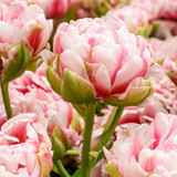Tulip ‘Chandelier’ – soft, blush-pink and creamy double blooms that open like silk, perfect for romantic borders and elegant bouquets.