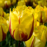 Tulip ‘Flamenco’ – bright yellow tulips with red flames and fringed petals, bursting with bold character and colour.