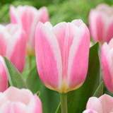 Tulip ‘Mandy’s Choice’ – elegant early tulip with pink petals edged in white, ideal for modern borders and spring containers.