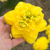 Narcissus ‘Thunderball’ – bold golden double daffodils for early spring colour. Flowers in March, 35cm tall. Great for borders, naturalising, and cutting. Shop now at Mr Middleton.