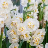 Narcissus ‘Bridal Crown’ – richly scented, double daffodils with creamy petals and apricot hearts, ideal for cutting and naturalising.


