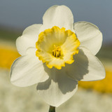 Narcissus ‘Frosty Snow’ – elegant white daffodils with open cups for modern spring gardens. Flowers in March, 30cm. Perfect for pots, borders, and bouquets. Shop now at Mr Middleton.