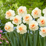 Narcissus ‘Bon Bon’ – a fragrant Cyclamineus hybrid with ruffled double centres and reflexed petals, perfect for naturalising or cutting.