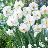 Narcissus ‘Dreamlight’ – an heirloom daffodil with pure white petals and a fiery-rimmed cup that softens with age, perfect for naturalising and cutting.