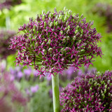 Allium ‘Magic’ – tall and striking violet-purple blooms on bowl-shaped heads, ideal for pollinators, borders, and cutting.