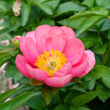 Paeonia ‘Madame de Vernéville’ 