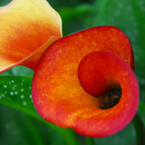 Calla Lily (Zantedeschia) ‘Flame’