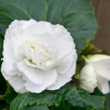 Begonia Double  Dinner Plate White
