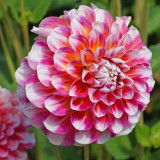 Dahlia ‘Hawaii’