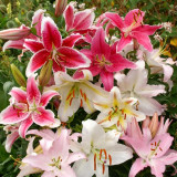 Lily Stargazer Blend
