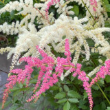 Astilbe ‘Strawberry Swirl’
