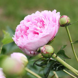 Peony Cut Flower 'Pink Sarah Bernhardt'