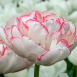 Tulip Wild Desire