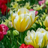 Tulip Sweet Valley
