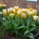Tulip Sweet Valley