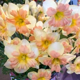 Narcissi Peachy Dream