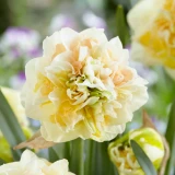 Narcissi Microphone